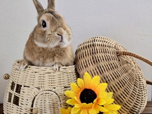 うさぎ舌リップ